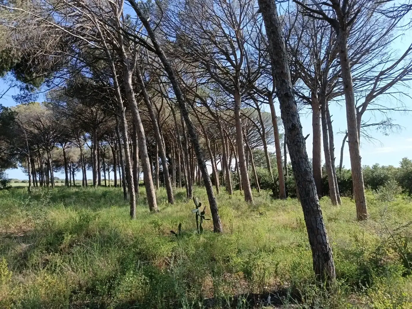 Influències de la natura i l’entorn de Riudoms en la Sagrada Família.